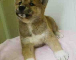 Nice Looking Shiba Inu Puppies