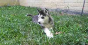 Blue eyes siberian husky puppies