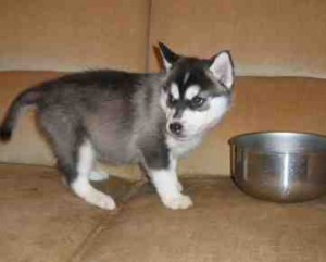 Well tamed and socialized Siberian Husky Puppies