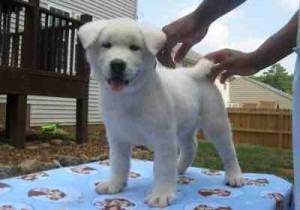 Charming Akita Puppies