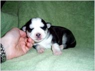 Blue Eyes Siberian Husky Puppies For Free Adoption.