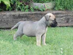 Akc regrister bullmastiff puppy