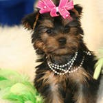 Two Gorgeous teacup yorkie puppies to loving homes