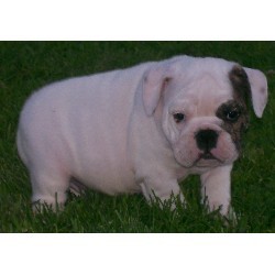 GORGEOUS ENGLISH BULLDOG PUPPIES FOR ADOPTION