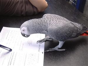 Male &amp; Female African Grey