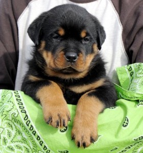 Rottweiler Puppies for adoption