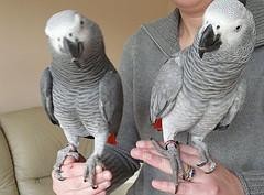 Talking African Grey parrot for Rehoming