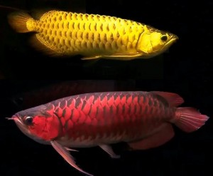 Super Red, Red Asian Arowana, jardini Arowana, Chili Red, Golden and others for sale