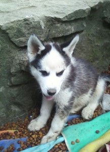 beautiful seberian husky for sale