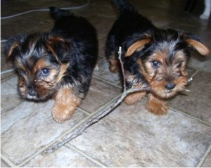 Male &amp; Female Teacup Yorkie For Adoption