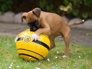 Stunning Boxer Puppy Available!!