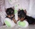 adorable male and female yorkie terrier puppies for free adoption