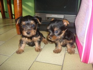 Lovely looking outstanding teacup Yorkie puppies available