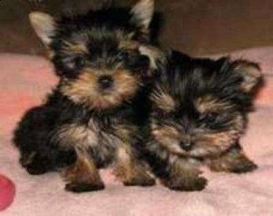 Yorkshire Terrier Puppies For New Homes