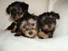 House Broken Tea Cup Yorkie Puppies for Adoption