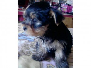 beautifull yorkie ppet readty to go to a new home