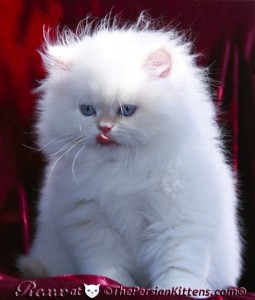 cute and gorgeous himalayan kittnens for adotion