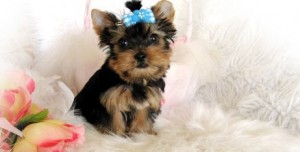 cute looking yorkshire terrier puppies for sale.