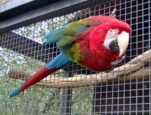 CUTE DNA TESTED GREEN WING MACAW PARROTS FOR NEW HOMES.