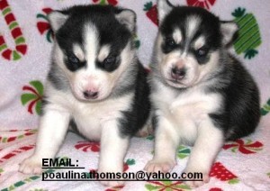 Email==poaulina.thomson@yahoo.com    Home Raised Siberian Husky Puppies Seeking A Forever Love