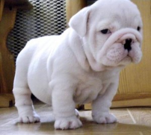 ADORABLE frensh  BULLDOG PUPPIES FOR A LOVELY FAMILY