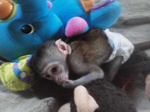 FEMALE BABY CAPUCHIN MONKEY AVAILABLE NOW!!!!