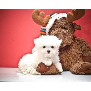 Healthy and adorable lovely sweet little Maltese baby girl