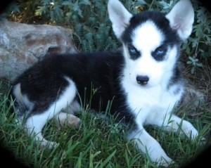 Adorable siberian husky puppies  for sale