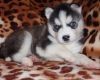 Fabulous well trained blue eyes Siberian husky puppies