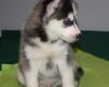 well trained blue eyes Siberian husky puppies