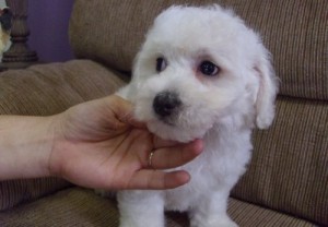 Home Trained Bichon Frise Puppies for Caring Homes.