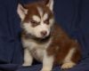 well trained blue eyes Siberian husky puppies