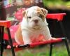 ADOPTION &lt;&gt; Adorable English Bulldog Puppy