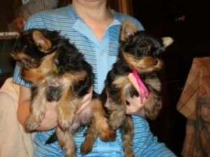 Twin male and female yoekie puppies.