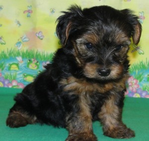 This T-Cup Yorkie Puppy Is What You Have Been Looking For,Please contact If interested