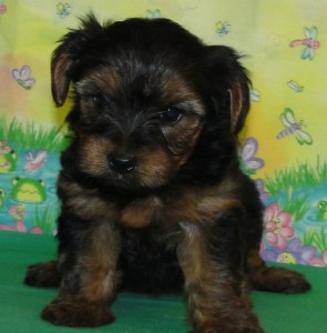 This T-Cup Yorkie Puppy Is What You Have Been Looking For,Please contact If interested