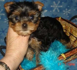 Yorkshire Terrier Puppies For Sale