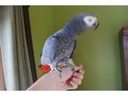 my baby African grey parrots is 3 years old