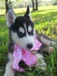 MY SIBERIAN HUSKY PUPPIES FOR ADOPTION