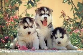 Pure Breed AKC registered Siberian Husky Puppies