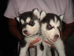 Precious Black and White Siberian Husky