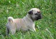 good pug puppies for sale in lovely home