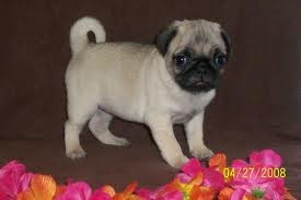 adorable pug puppies for free adoption ready to go to a good home