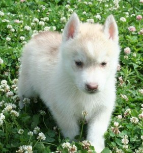 Light red &amp; white Siberian Husky Beautiful AKC Puppies