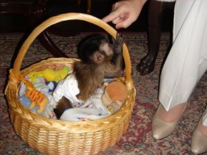 Adorable capuchin monkeys for free adoption