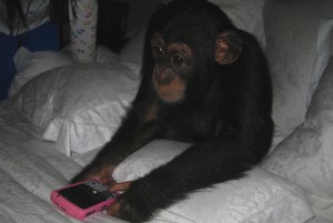  chimpanzee monkeys for adoption and ready for good homes