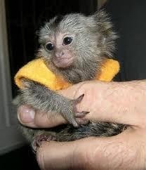 Pair of Marmoset and Capuchin monkeys available