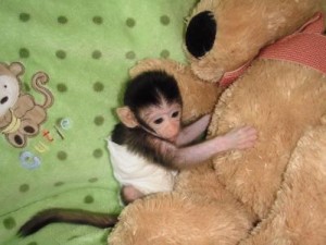 BABY/FEMALE CAPUCHIN MONKEY FOR AVAILABLE NOW!!!!!