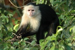 charming capuchin monkeys for adoption