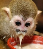 cute squrrel monkey for good homes on sale